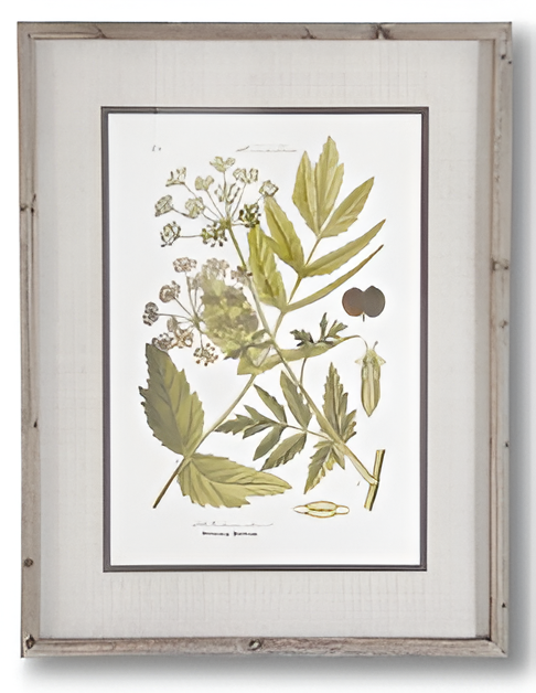 27.5 INCH FIR WOOD FRAMED BOTANICAL PRINT III