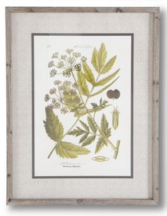 27.5 INCH FIR WOOD FRAMED BOTANICAL PRINT III