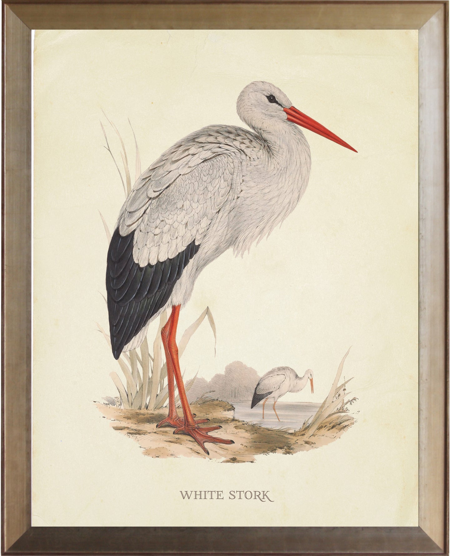 White Stork on Brown Land - Online Only