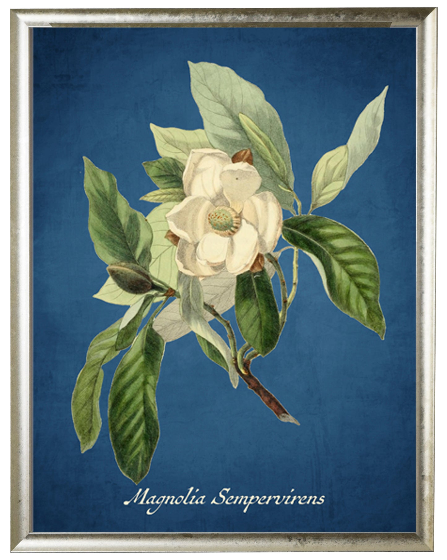 Magnolia Illustration on a Navy Background - Online Only