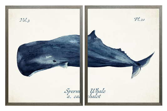 Diptych Navy Sperm Whale