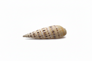 Terebra Maculata   Marlin Spike 4" 5"

