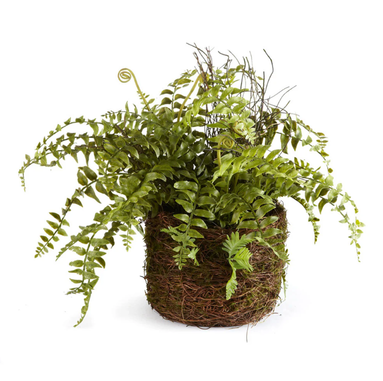 12" BOSTON FERN RUSTIC  DROP IN