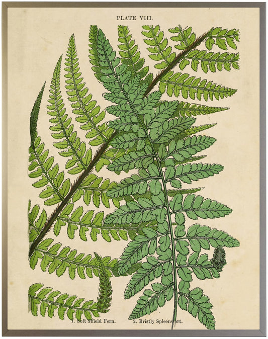 Vintage Fern Collage F - Online Only