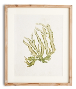 KELP PRINT III