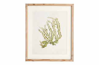 Kelp Print III
