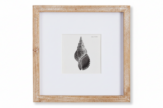 Seashell Petite Print I
