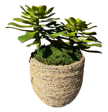 Large Succulents in Med Pot