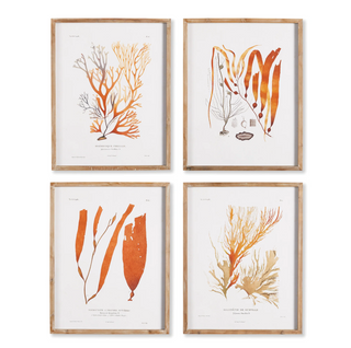 Set of 4   Coral Reef Studies
