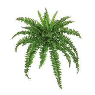 Boston Fern Medium 46"
