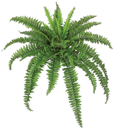 Boston Fern Medium 46"