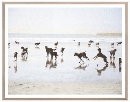 Dogs Day at the Beach