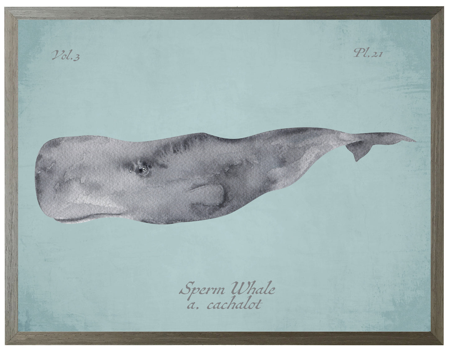 Sperm Whale on Spa Background Print