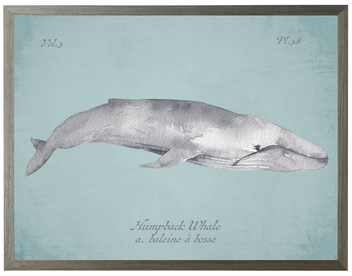 Grey Humpback Whale on Blue Print