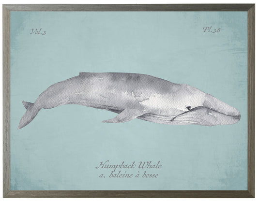 Grey Humpback Whale on Blue Print