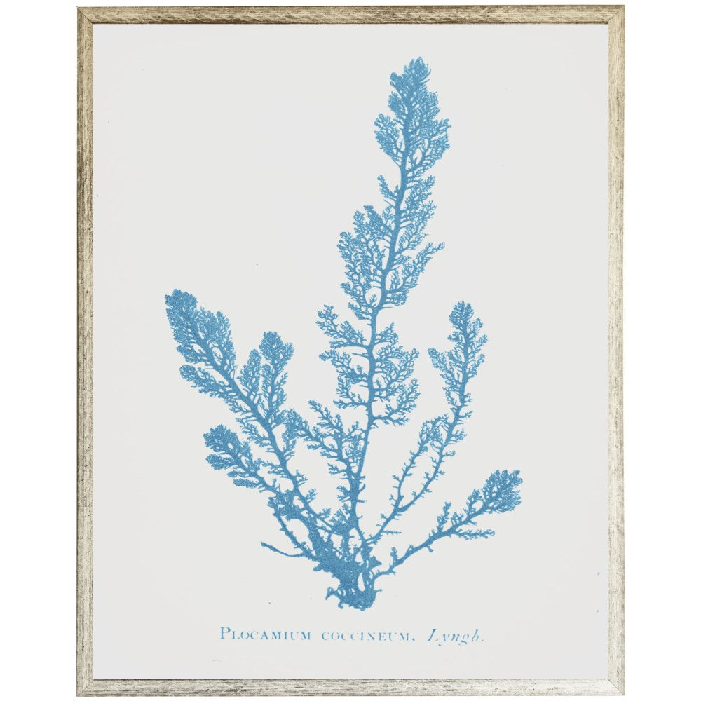 Blue Coral Print D