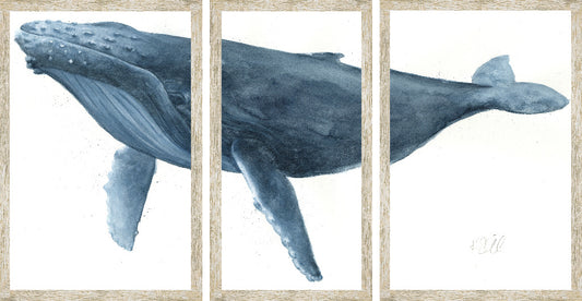 Blue Whale 1 Triptych Print